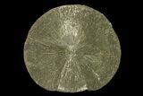 Pyrite Sun - Sparta, Illinois #137900-1